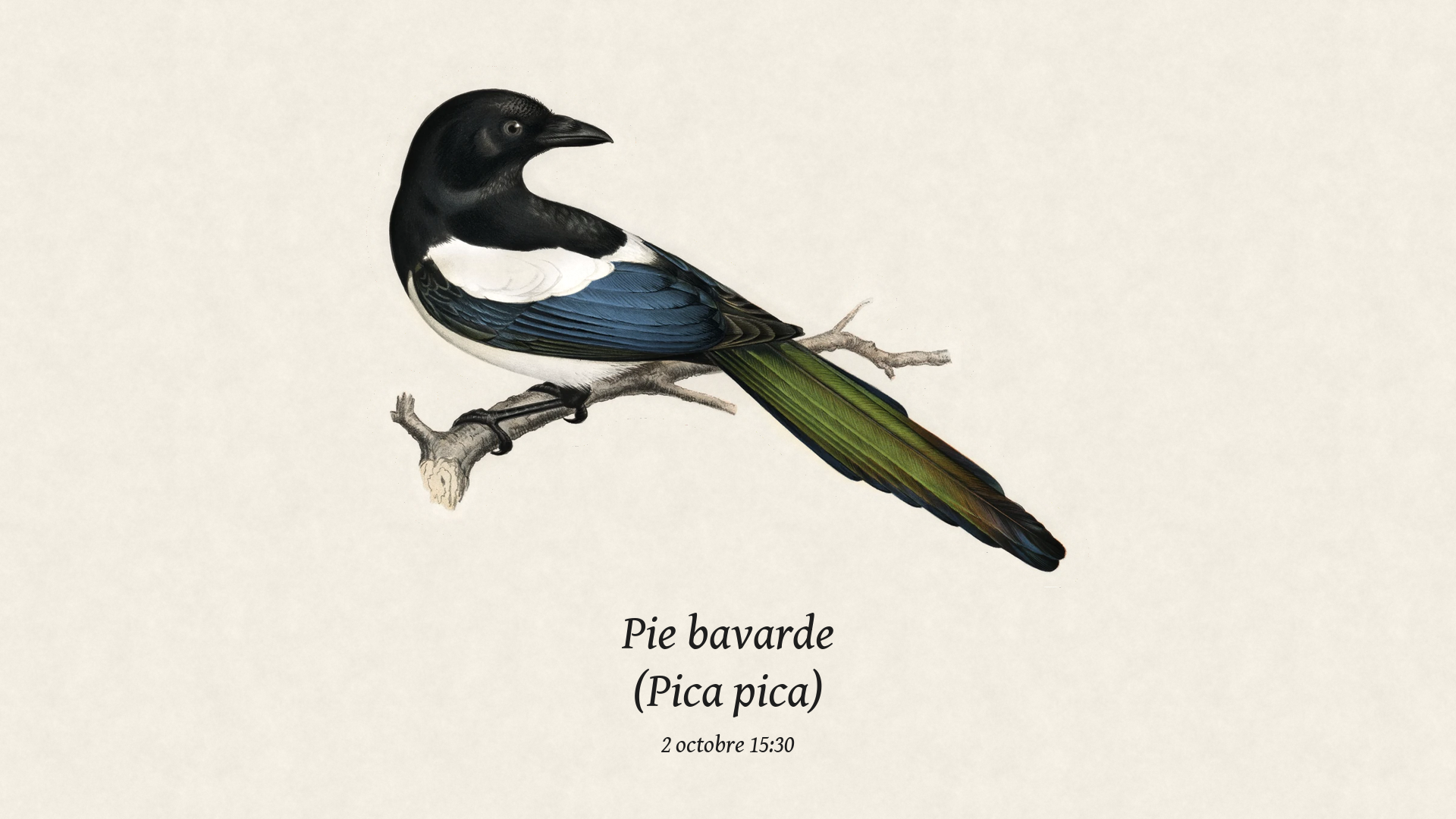 Birds seen recently